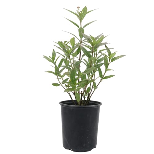 American Plant Exchange Live Milkweed Plant, Host for Monarch Butterflies, Plant Pot for Home and Garden Decor, 6' Pot