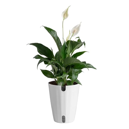 Costa Farms Peace Lily Live Plant in Decorative Pot, Air Purifying Flowering Indoor Houseplant, Perfect for Home, Room, or Office Decor, Great House Warming or Birthday Gift, 14-24 Inches Tall