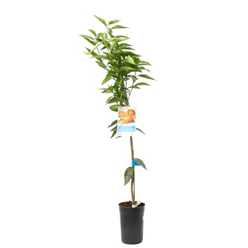 Verdecora Mandarino Árbol cítrico en maceta de 3L | Citrus Reticulata | Para plantar en huerto o jardín | Frutas abundantes | Planta natural de exterior (Mandarino)