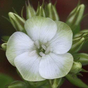 Amazon 宿根草苗 フロックス ジェイド 3寸ポット苗 花