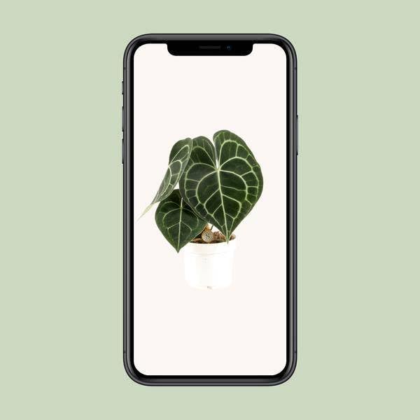 Anthurium Clarinervium - Ø 12 cm - 30 cm