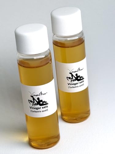 Two (2) Live Vinegar eel (Turbatrix aceti) Starter Culture Vials - Cultured in apple cider vinegar...