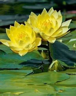 Image of Very Beautiful All Season Yellow Water Lotus(Pack Of-1) /Water Kamal /Water Lily Plant (TUBER) Original Hybrid Veriety Blloming With In 30 Days For Outdoor & Indoor Live Plant.
