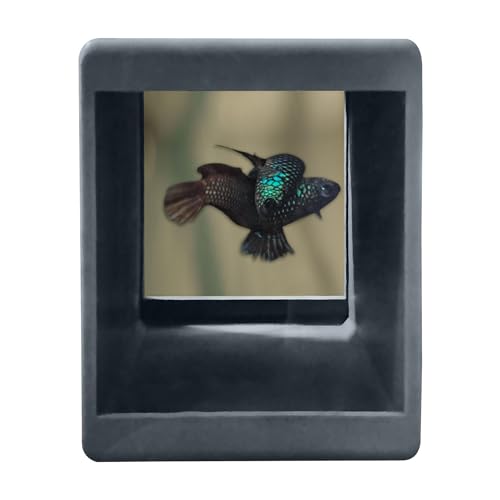 Image of BWAquatics Betta Fish Cave Hideout - Breeding Crib & Bubble Nest Tunnel for Wild Bettas - Aquarium Decor, Enrichment Toy & Fish Tank Accessories