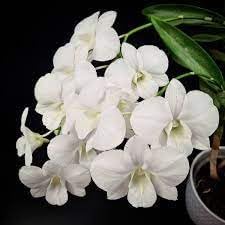 Orchid plants live with flowers white, live plant for ground orchid with white flowers (pack of 1) (B0CTG3QBHG) Amazon Price History, Amazon Price Tracker
