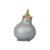 Wax Amaryllis GLOSS SILBER gewachst - Geschenktip! Amaryllis Hippeastrum, Deko, blühende Pflanze