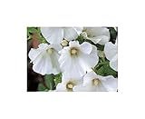 Seeds & Plants Shop by Ipsa