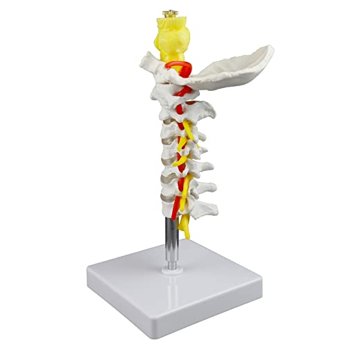 Image of Parco Scientific PB00052 Cervical Spine with Nerves & Arteries Life-Size, Articulated, 7 Cervical Vertebrae, Intervertebral Discs, Occipital Bone, Spinal Cord, Paired Spinal Nerves & Vertebra