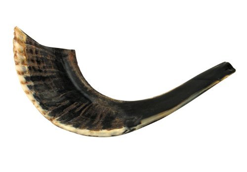 27,9 cm - 30,5 cm Koscheres, schwarzes Widderhorn, natürliches Schofar, hergestellt in Israel.