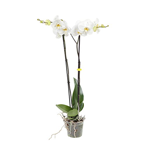 Orchid from Botanicly – Butterfly Orchid White – Height: 100 cm, 2 Stems, White Flowers – Phalaenopsis Grandiflora