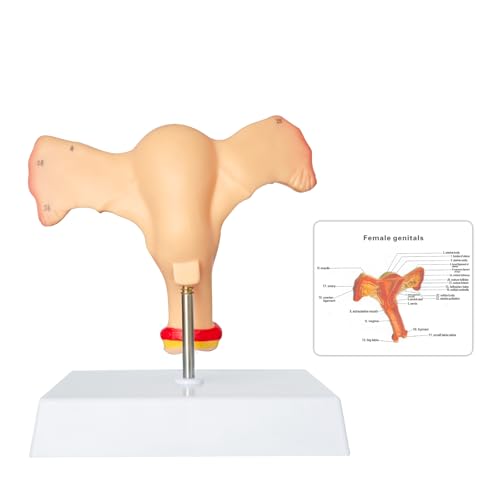 Image of SFXYJ Human Female Uterus Ovary Anatomy Model, Life Size Reproductive Organ shows Vagina Bilateral Ovarian with Product Manual Card and Base, PVC for School Teaching Demonstration and Research