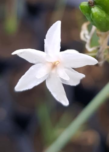 Tulbaghia violacea 'Alba' / Ail blanc d’Afrique du sud/Conteneur de 1 à 1.9 litres/Vivace