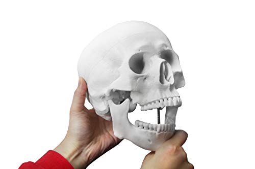 Parco Scientific Pb00010-Dc Medical Grade Life Size Human Skeleton-66” (168Cm), Including Bonus Thick Zip Dust Cover #TOP7