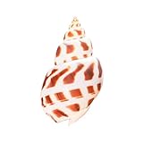 Decoración del hogar: se puede decorar perfectamente para fiestas de Navidad y playa, y también se puede utilizar como sala de estar familiar, mesa de comedor, dormitorio, galería de arte, decoración de comedor.