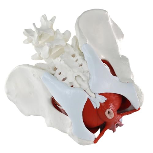 Image of Female Pelvic Floor Muscle Anatomy Model - 6-Part Human Pelvis Model with Removable Uterus, Vagina, Ovaries, Bladder, Rectum - Medical Anatomical Model for Study & Display