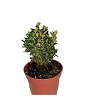 buxus microphylla green pillow Planta de riego moderado. Buxus Sempervirens Arbusto Natural Perfecto para Crear Setos y Cercados