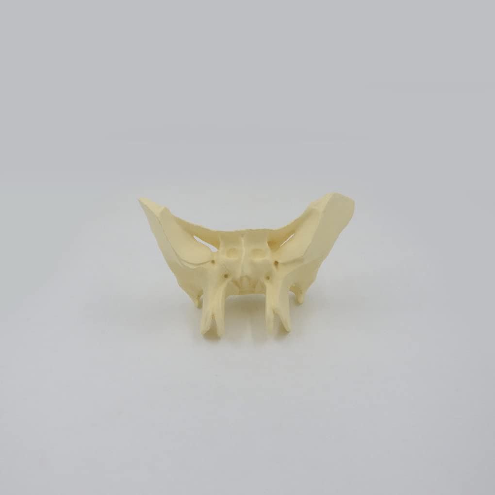 Vergrößertes Modell Des Sphenoidknochens, Menschliches Sphenoid -Knochenmodell, Das Aus Einem Echten Menschlichen Sphenoid -Knochen -Exemplar -Replikat -Anatomie -Modell 24.5*10*16 Cm Gegossen Wird