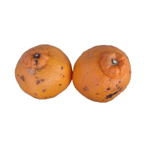 訳あり 不知火 8kg 規格外 サイズ不選別[2026年1月下旬〜2月下旬発送予定] 果物 くだもの フルーツ 柑橘 訳アリ