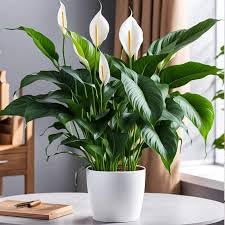 peace lily live indor plant pack of 1-image-32