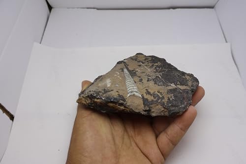 Image of Natural Orthoceras Fossil from Devonian Period Fossil from Morocco A311