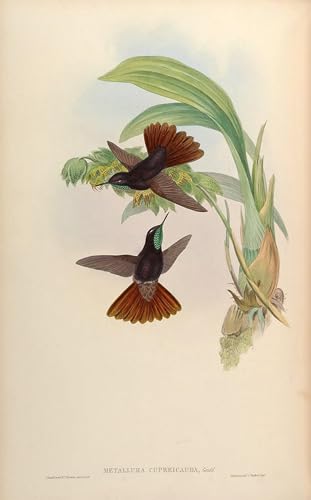 Toile modern peinture oiseau Metallura John Gould : affiche et gravure salon 60x90cm