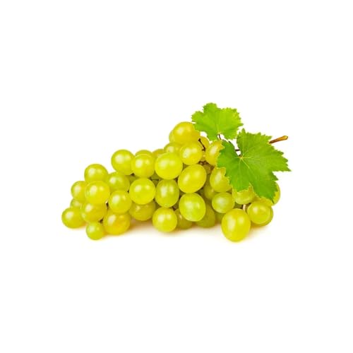 Genérico, Muda de Uva Branca 50 a 80cm AMK - Plantas Online