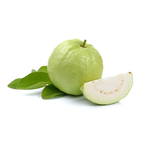 Muda Frutífera de Goiaba Branca