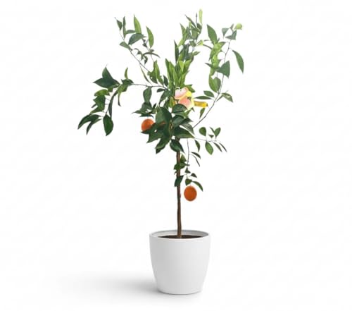 Garden Center Shop | Naranjo Navelina TB20 140 cm | Árbol Cítrico de Fruto Dulce | Ideal Para Producción y Paisajismo | Premium y Frutalidad Garantizada