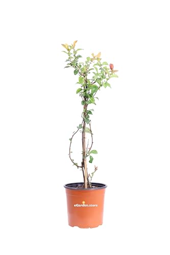 Pianta di Chaenomeles o Cotogno Giapponese diverse varietà pianta ornamentale da esterno giardino terrazzo balcone pianta vera da siepe venduta da eGarden.store (Speciosa Orange Storm)