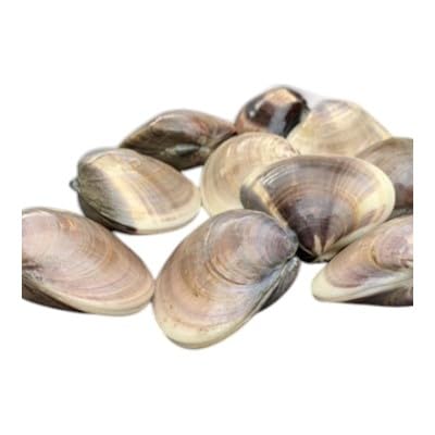 絶品九十九里の"味"天然はまぐり1.5kg入り