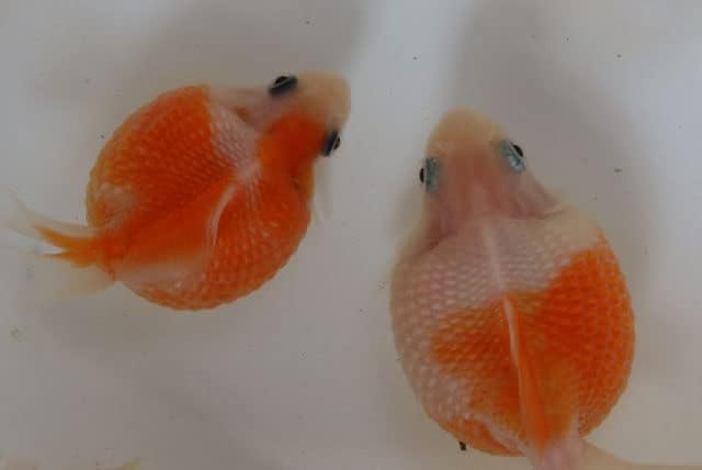 65 Off 国産ピンポンパール 13番 全長約6センチ 金魚 Kingyo 金魚生体 きんぎょ Mirima Fr