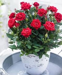 Hidden Enterprise The Beautiful & Verry Nice Red rose plant Its Short Time Grow For Out Door Gardening Live Flower Plant. Pack of 01 Healthy Flower Plant. (B0D3B14F76) Amazon Price History, Amazon Price Tracker