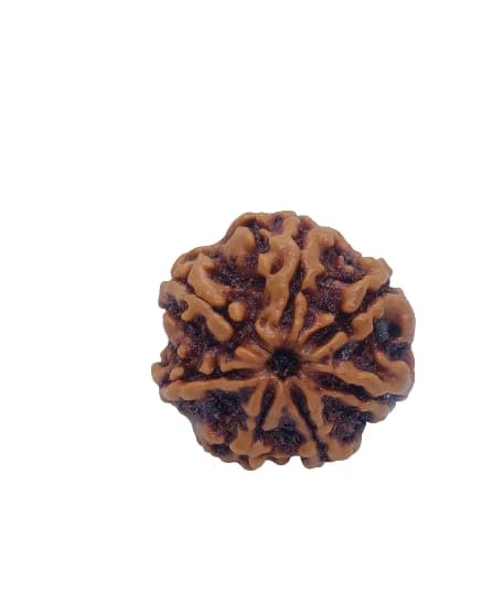 Pure Nepali Rudraksha Beads Pendant Chain