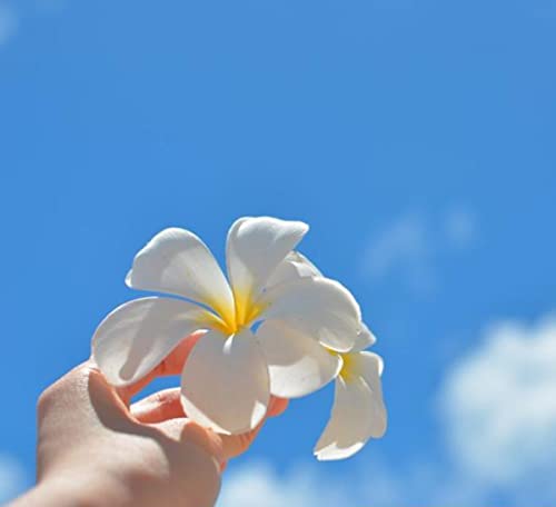 12̃Aԃm 10ml 30 (vA)