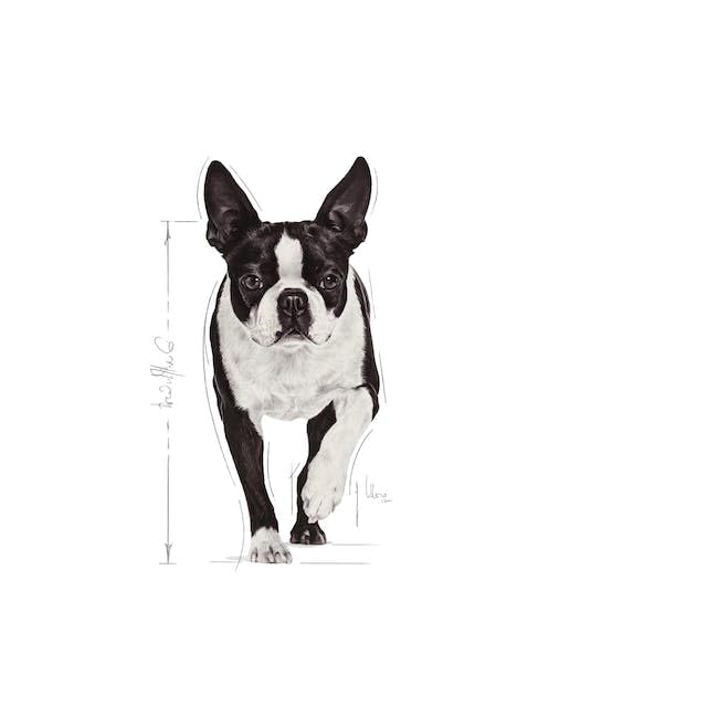Royal Canin Relax Care Mousse | 12 x 85 g | Alleinfuttermittel im Beutel für ausgewachsene Hunde | Für Hunde ab dem 10. Lebensmonat die in einem unruhigen Umfeld Leben