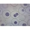 EISCO 10pk Ascaris & Onion Mitosis, Prepared Microscope Slides - 75 x 25mm - Classroom Pack, 10 Slides in Storage Case - Plant & Animal Mitosis, Introductory Microscopy