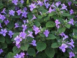 Urantex� barleria cristata-picture-14