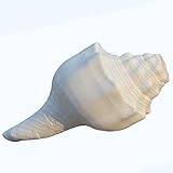 Vamavarti Blowing Shankh 7.5