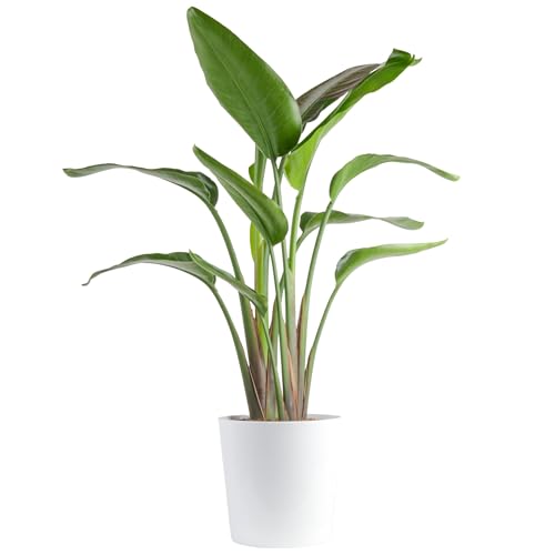 Live 3 - 4 Feet Tall White Bird of Paradise Houseplant