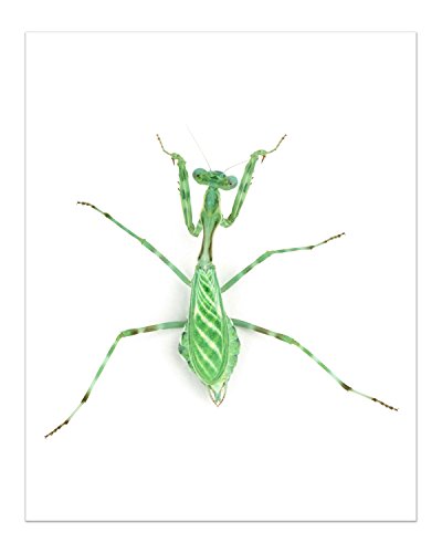 Faux Bug Collection Prints - Set Of 8 (8X10) Cruelty-Free Photographs Of Insects Wall Art Decor - Stick Bug - Cyclommatus Elaphus (Beetle) - Giant Horse Fly - Red Admiral Butterfly - Pinstripe Mantis #TOP2