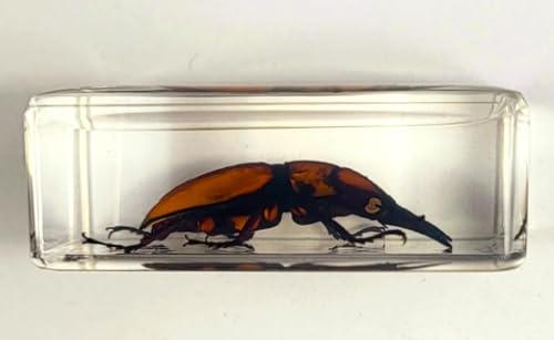 Image of 44mm Real Golden Black Stag Beetle in Crystal Clear Lucite Resin Specimen Preserved Insect Bugs Taxidermy Crafts Collection for Biology Science Education & Desk Ornament Display Supplies Paperweight