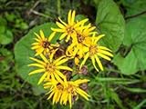 Aamish Semillas de flores de ligularia