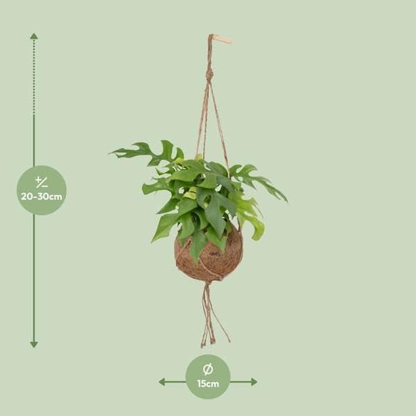 Lochpflanze Monstera Minima Zimmerpflanze Ø15 cm 25 cm