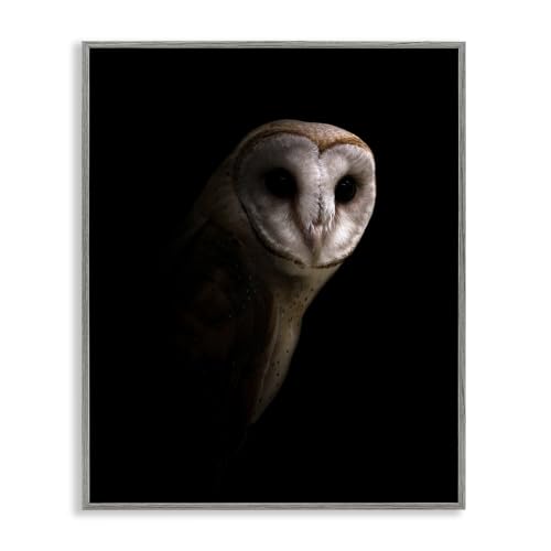 'Beautiful Intense Barn Owl Black Shadow'| Framed Giclee Art