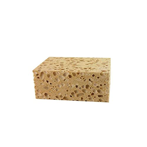 Attività estreme marrone impianto di spugna