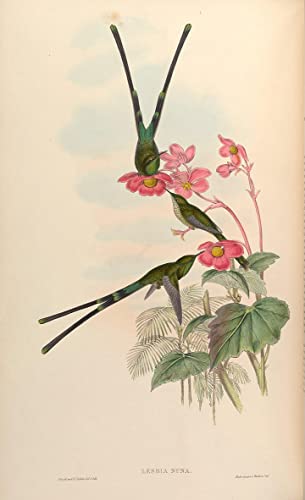 Toile murale abstraite oiseau John Gould 60x90cm pour une ambiance nature