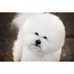 Eye-Envy-Gentle-Action-Dry-Applicator-Pads-for-Dogs-and-CatsUse-with-SolutionWaffle-Like-Texture-Gently-CleansLint-FreeNon-Absorbent-Solution-Sits-on-The-Surface30-Count-with-Reusable-jar - Cucciolini Doodles   Eye-Envy-Gentle-Action-Dry-Applicator-Pads-for-Dogs-and-CatsUse-with-SolutionWaffle-Like-Texture-Gently-CleansLint-FreeNon-Absorbent-Solution-Sits-on-The-Surface30-Count-with-Reusable-jar