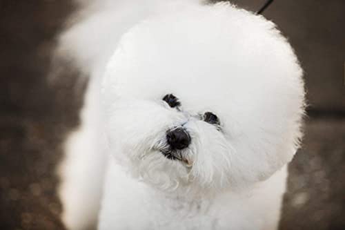 Eye-Envy-Gentle-Action-Dry-Applicator-Pads-for-Dogs-and-CatsUse-with-SolutionWaffle-Like-Texture-Gently-CleansLint-FreeNon-Absorbent-Solution-Sits-on-The-Surface30-Count-with-Reusable-jar - Cucciolini Doodles   Eye-Envy-Gentle-Action-Dry-Applicator-Pads-for-Dogs-and-CatsUse-with-SolutionWaffle-Like-Texture-Gently-CleansLint-FreeNon-Absorbent-Solution-Sits-on-The-Surface30-Count-with-Reusable-jar