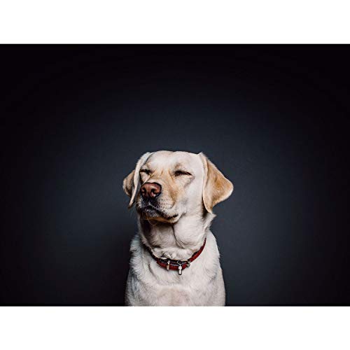 Poster Labrador sable 91x169cm pour habiller un grand mur vide