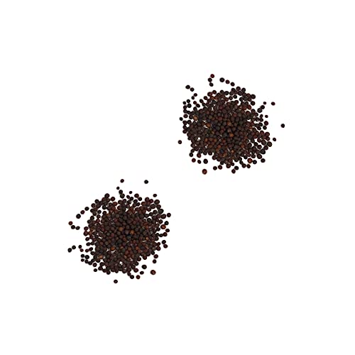 Organic Lacinato Kale Seeds - 2 Seed Packets! - Over 500 Open Pollinated Heirloom Non-Gmo Usda Organic Seeds #TOP2